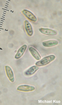 Suillus subaureus