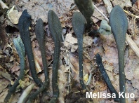 Trichoglossum farlowii