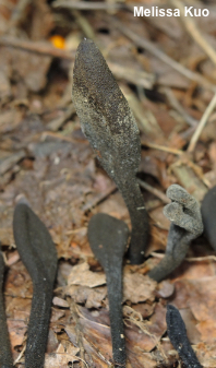 Trichoglossum farlowii