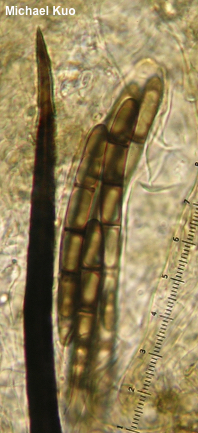 Trichoglossum farlowii