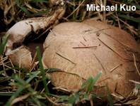 Agaricus subperonatus