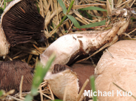 Agaricus subperonatus