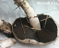 Agaricus subperonatus