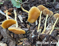 Agrocybe arvalis