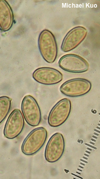 Agrocybe arvalis
