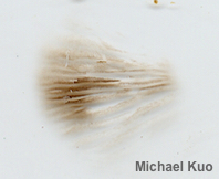 Agrocybe vervacti