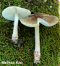 Amanita sp.