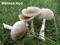Amanita submaculata