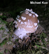 Amanita submaculata