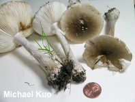 Amanita submaculata