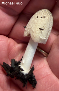 Coprinellus flocculosus