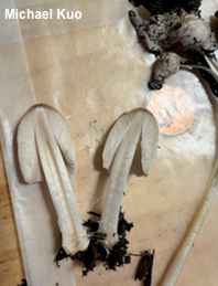 Coprinellus flocculosus