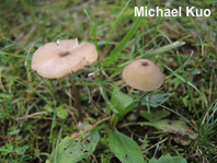 Entoloma roanense