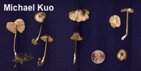 Entoloma roanense