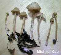 Entoloma roanense