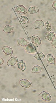 Entoloma roanense