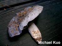 Entoloma species 02