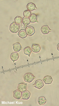 Entoloma species 02