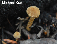 Flammulaster carpophilus