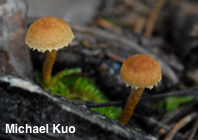 Flammulaster carpophilus