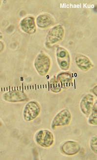 Flammulaster carpophilus