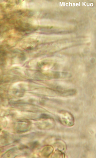 Flammulaster carpophilus