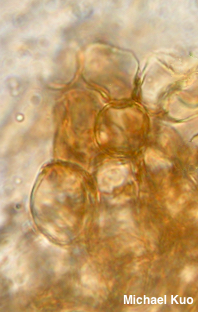 Flammulaster carpophilus