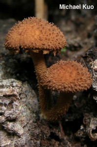 Flammulaster erinaceellus