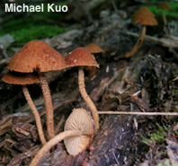 Flammulaster erinaceellus