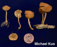 Flammulaster erinaceellus