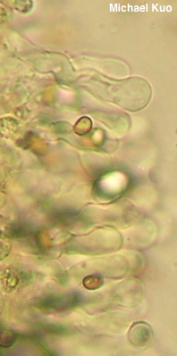 Flammulaster erinaceellus