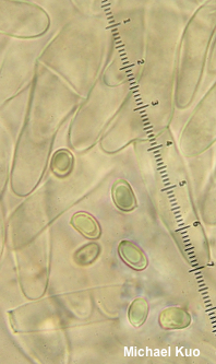 Gyroporus borealis