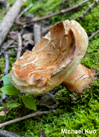Gyroporus castaneus