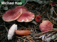 Gyroporus castaneus