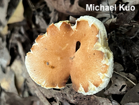 Gyroporus castaneus