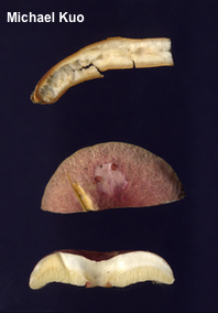 Gyroporus castaneus