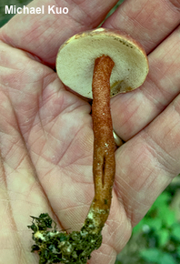 Gyroporus purpurinus