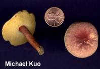 Gyroporus purpurinus