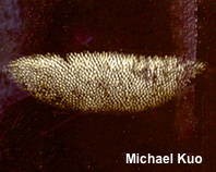 Gyroporus purpurinus