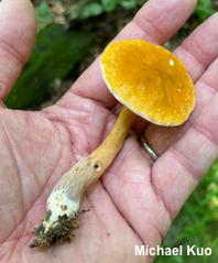 Gyroporus smithii