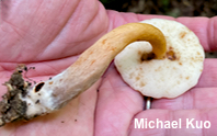 Gyroporus smithii