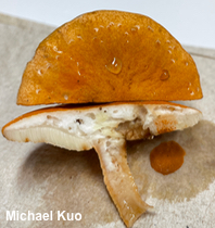 Gyroporus smithii