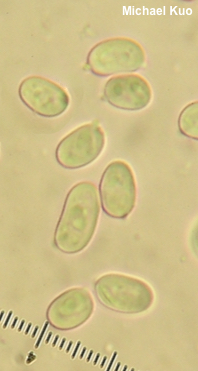 Gyroporus smithii