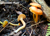 Hygrocybe miniata
