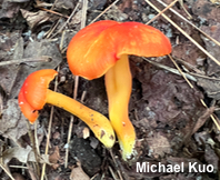 Hygrocybe miniata