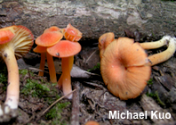 Hygrocybe miniata