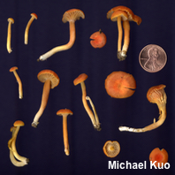 Hygrocybe miniata