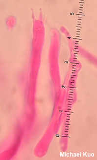 Hygrocybe miniata