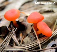 Hygrocybe miniata