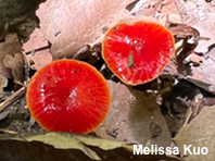 Hygrocybe minutula